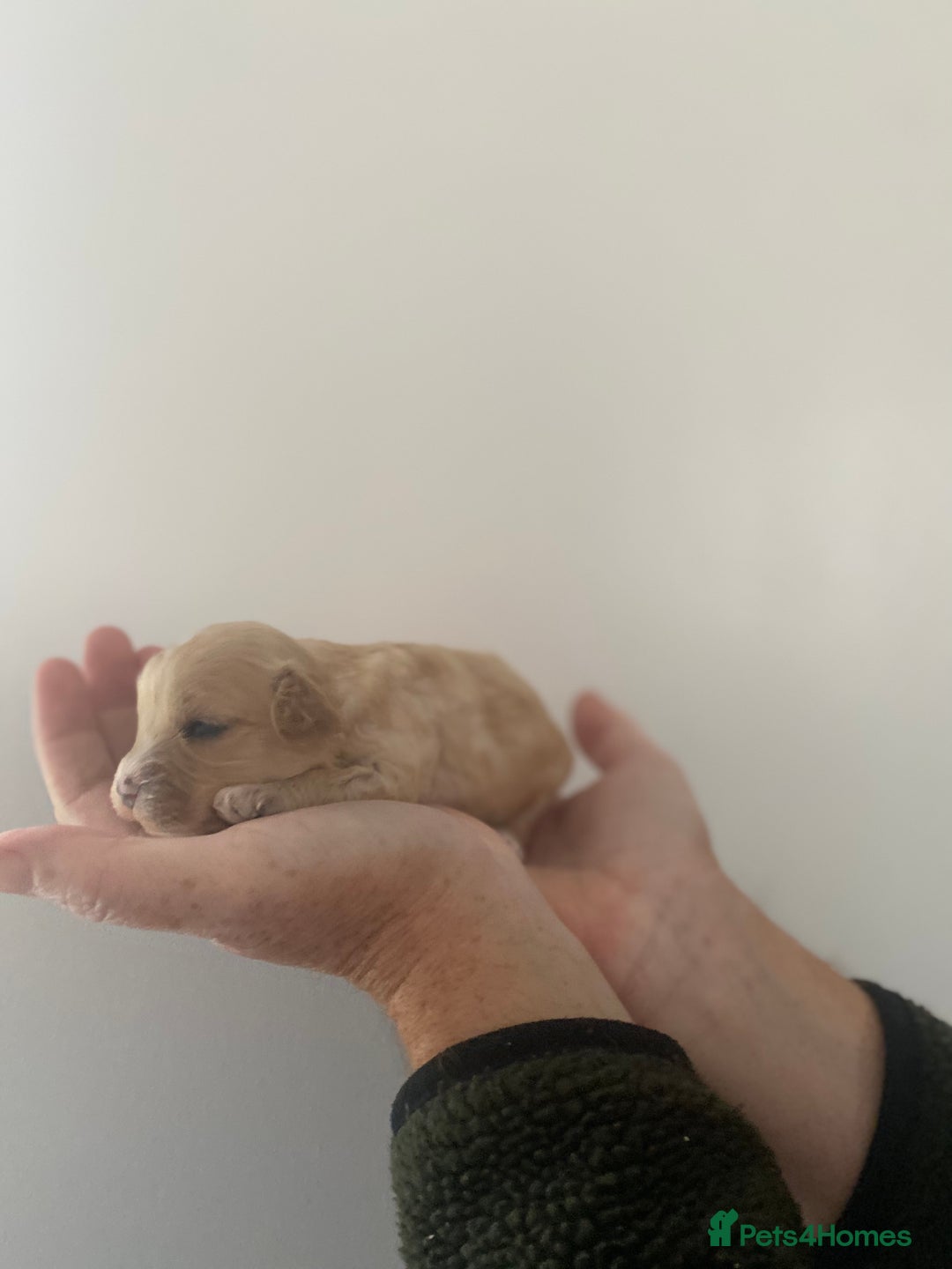 Cavapoo dogs for sale: Beautiful Cavapoo puppy’s❤️ - Image 12