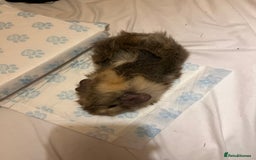 Guinea Pig rodents for sale: guinea pigs  - Image 7