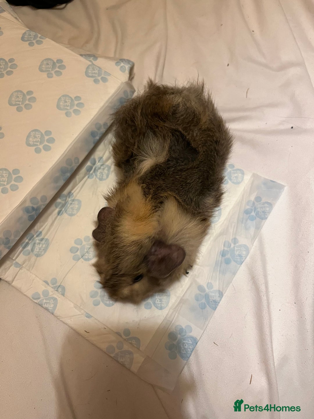 Guinea Pig rodents for sale: guinea pigs  - Image 7