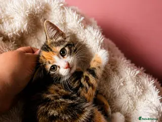 Mixed Breed cats Mum & kittens - Advert 11