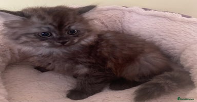 Mixed Breed cats - Advert 8