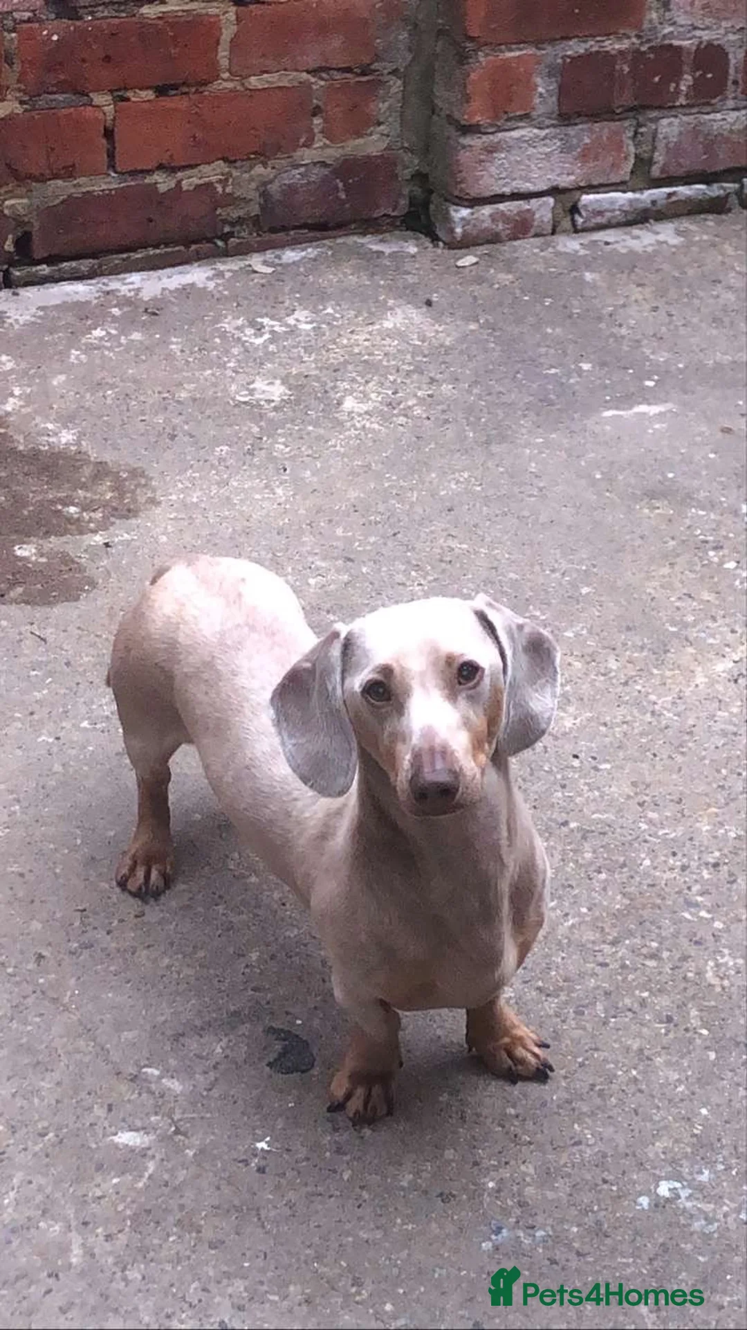 Dachshund dogs for stud: Blue dachshund for stud in Bishop Auckland - Advert 1