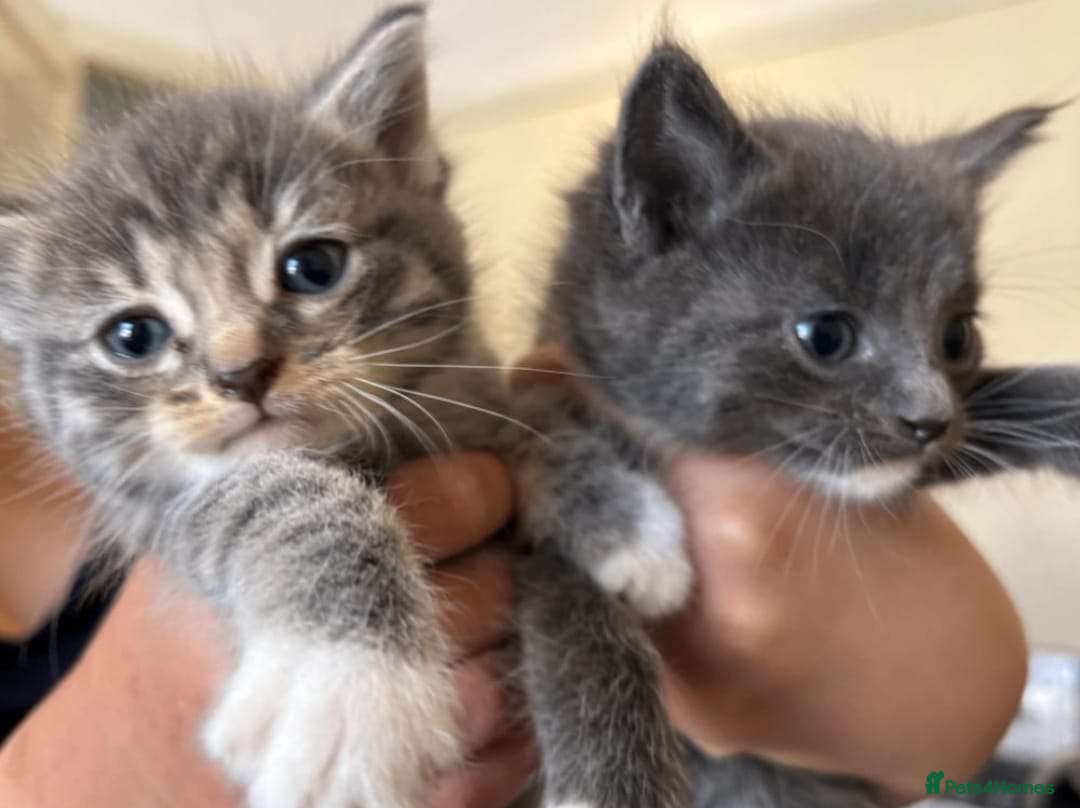 Mixed Breed cats for sale: Mixed ragdoll kittens  - Image 9