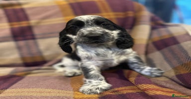 Cocker Spaniel dogs - Advert 3