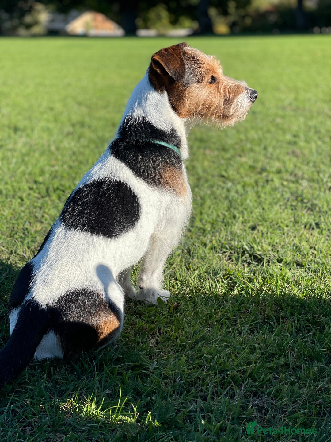 Jack Russell dogs for stud: Jack Russell Terrier Stud - Advert 3