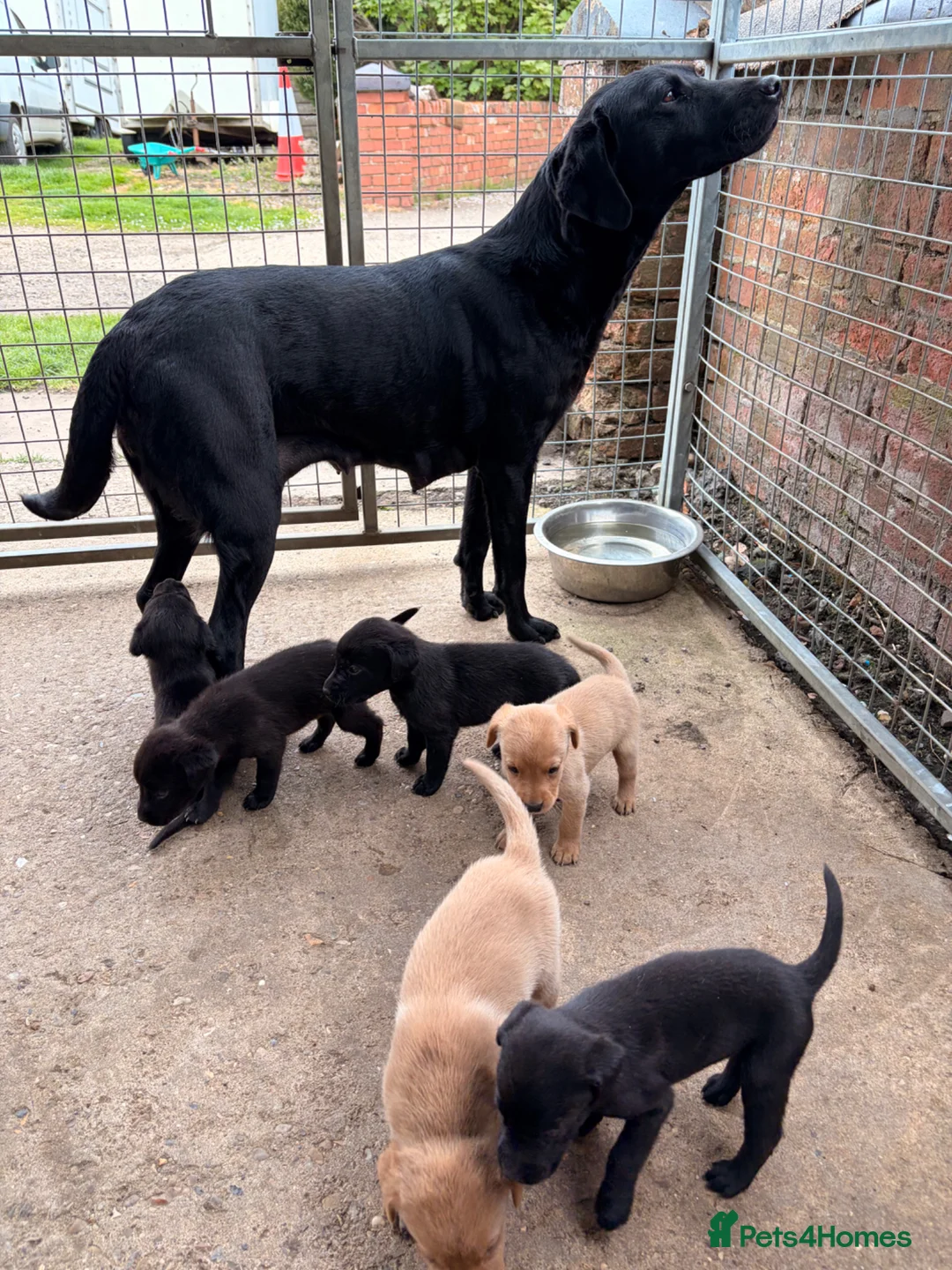 Labrador Retriever dogs for sale: Beautiful Labrador Puppies - Advert 8