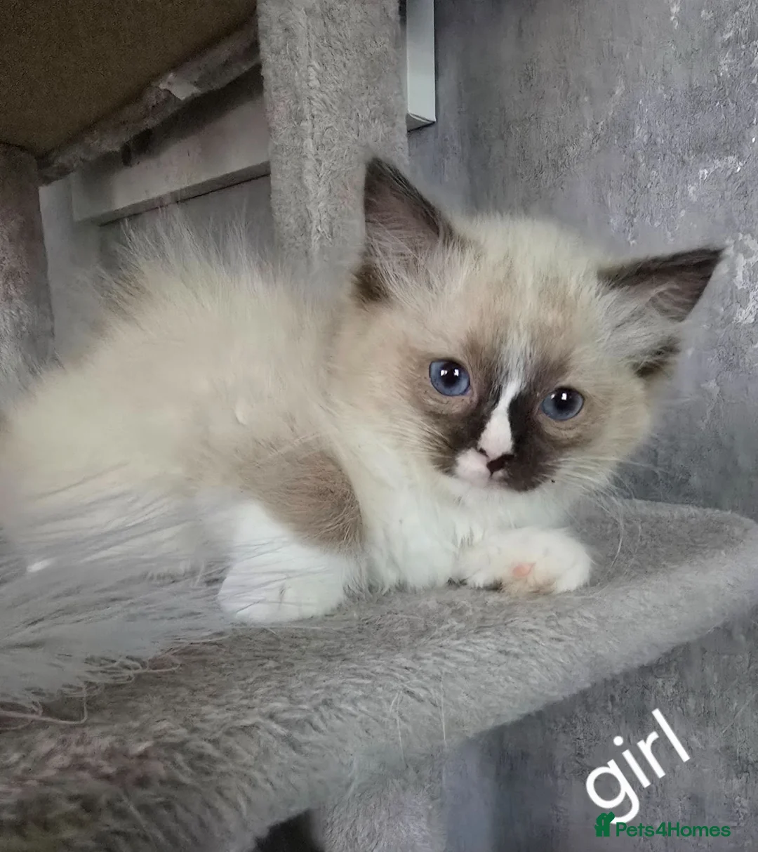 Ragdoll cats for sale: 3 ragdoll kittens - Advert 2
