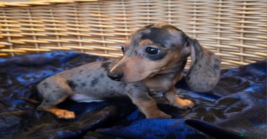 Miniature Dachshund dogs - Advert 7