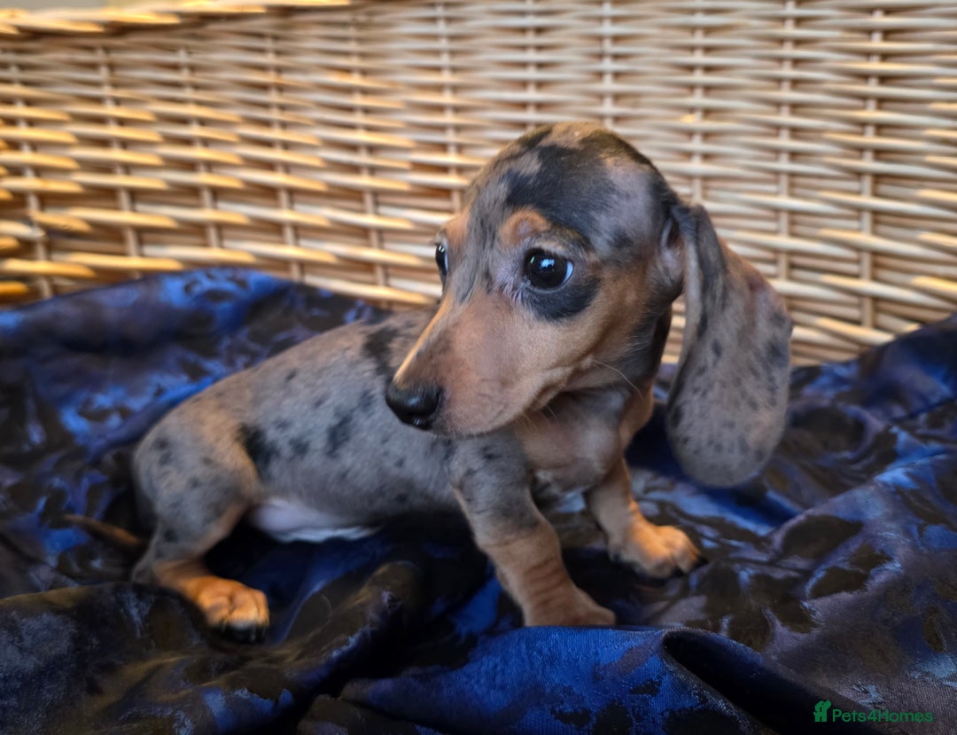 Miniature Dachshund dogs for sale: STUNNING KC pups. READY NOW. REDUCED  - Image 1