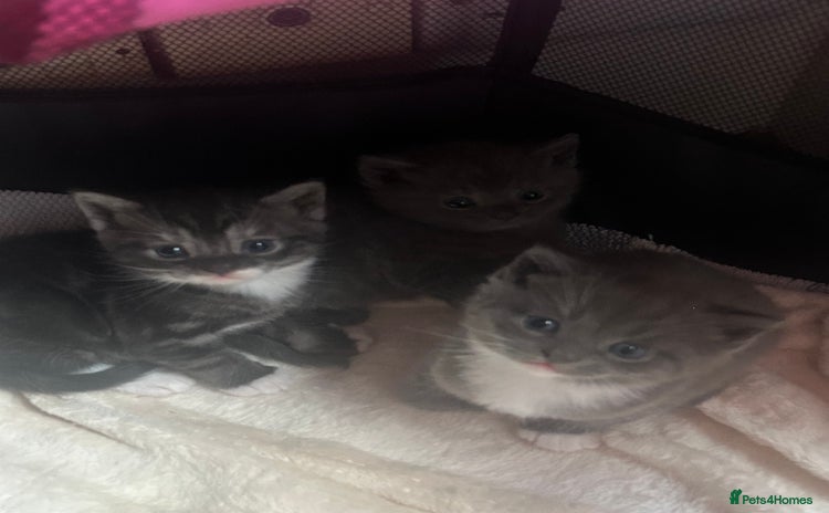British Shorthair cats - Advert 11