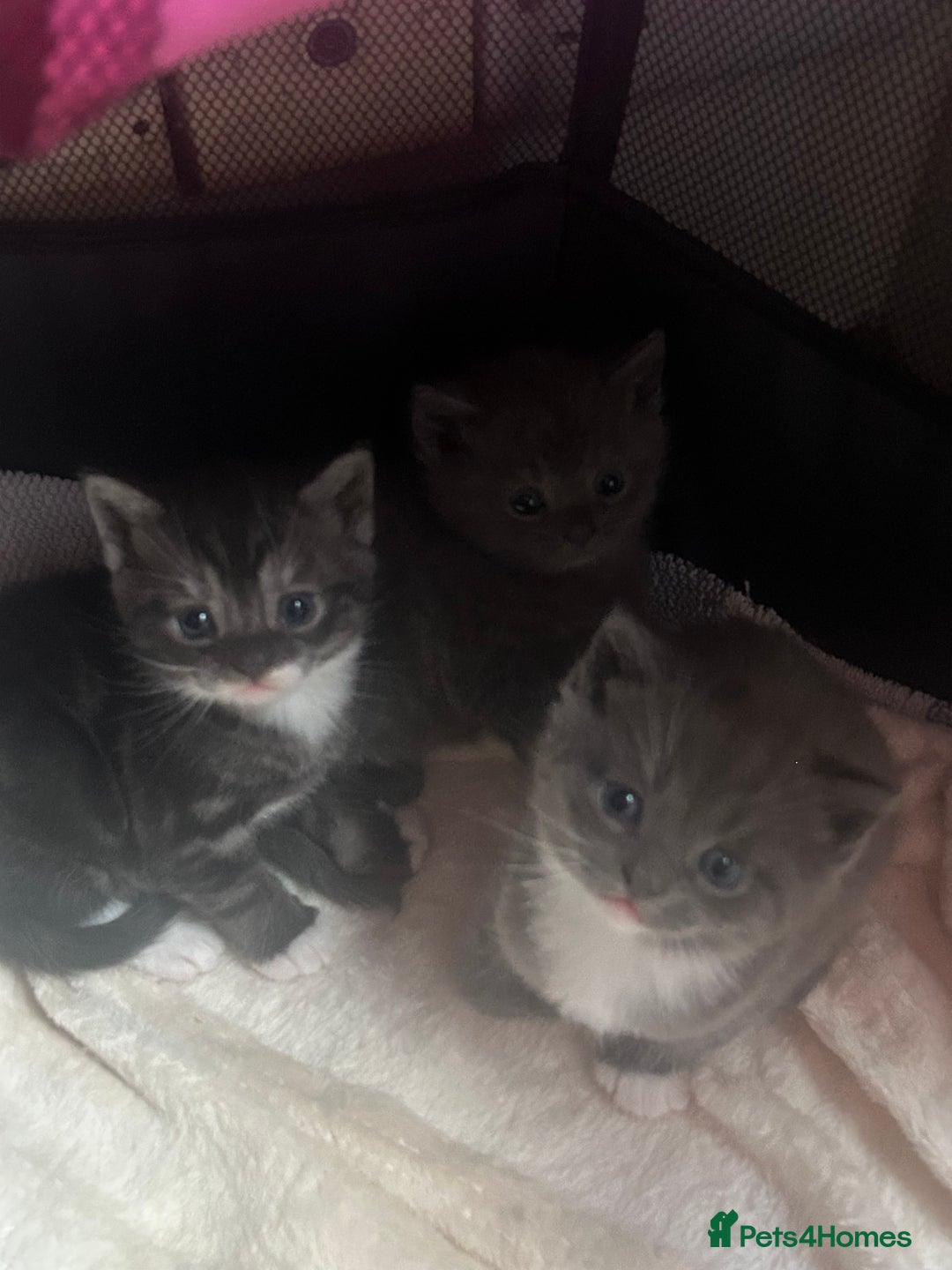 British Shorthair cats for sale: 2 adorable kittens available for a loving home  - Image 1
