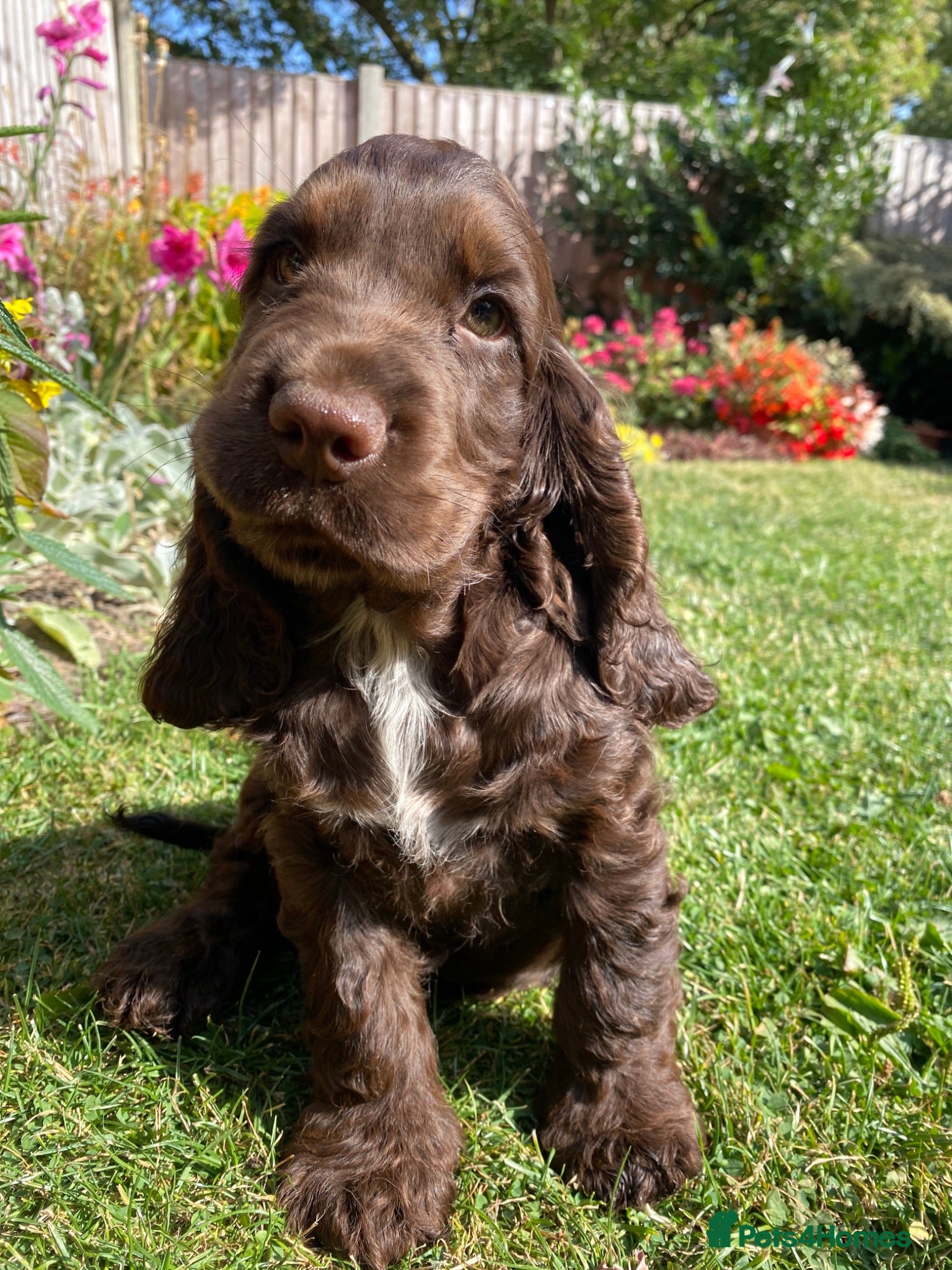 Cocker Spaniel dogs Lovely show Cocker spaniel puppies 🐶  - Advert 3