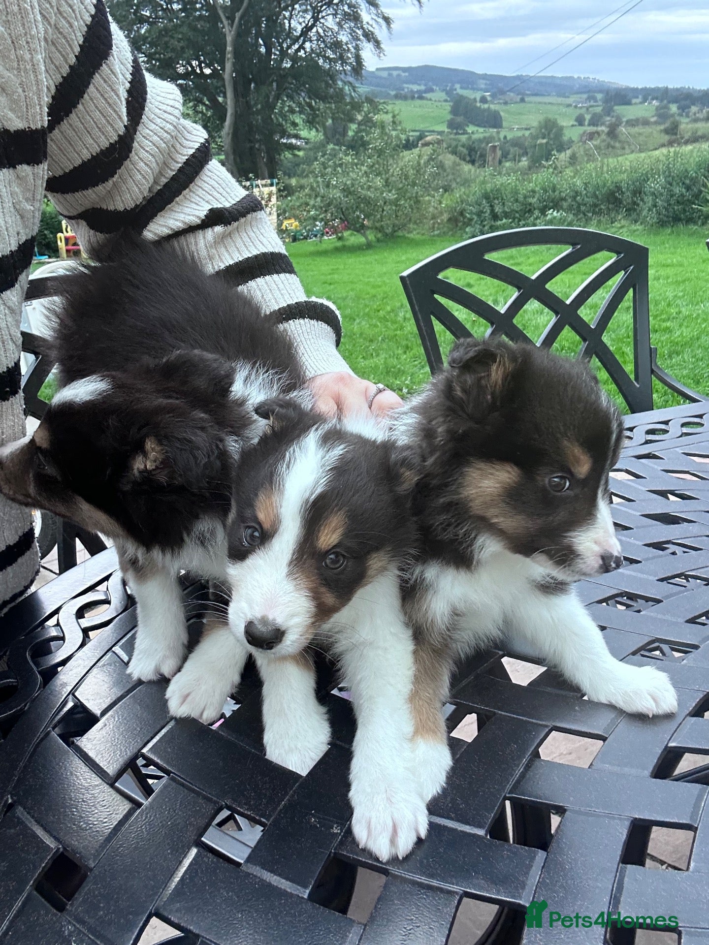 Border Collie dogs Border Collie Puppies - Advert 4