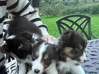 Border Collie dogs Border Collie Puppies - Advert 12