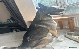 Mixed Breed dogs for sale: Milo for sale - Image 4