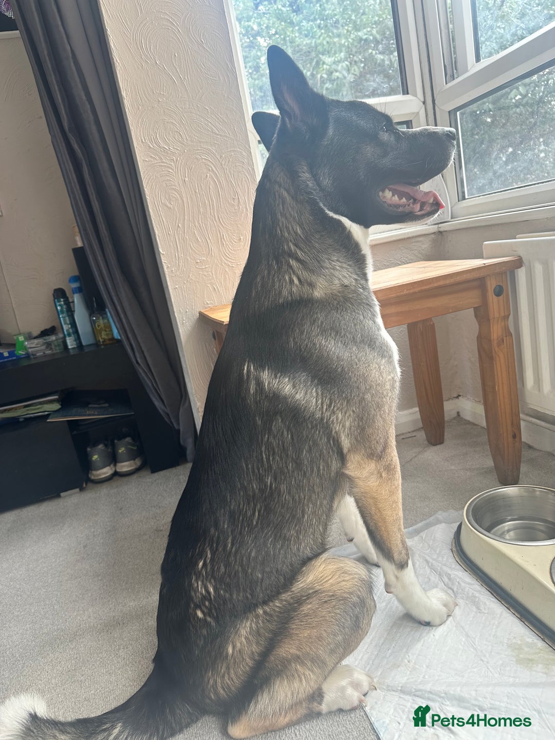 Mixed Breed dogs for sale: Milo for sale - Image 4
