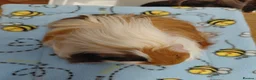 Guinea Pig rodents for sale: Young Longhaired Sheltie Sows RTL - Advert 7