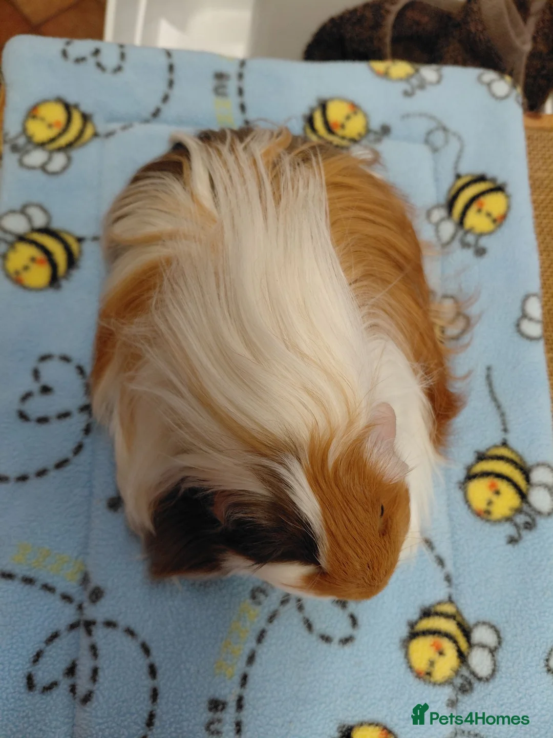Guinea Pig rodents for sale: Young Longhaired Sheltie Sows RTL - Advert 7