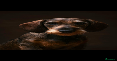 Dachshund dogs - Advert 4