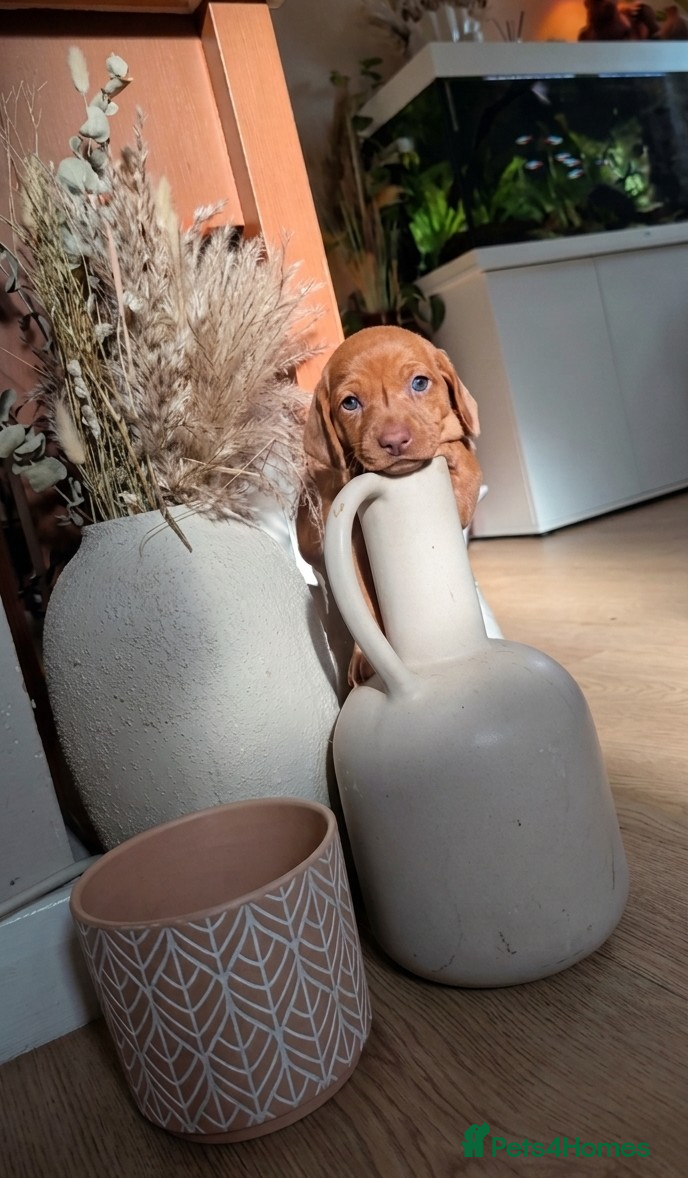 Dachshund dogs Standard well built and quality dachshund puppies  - Advert 1