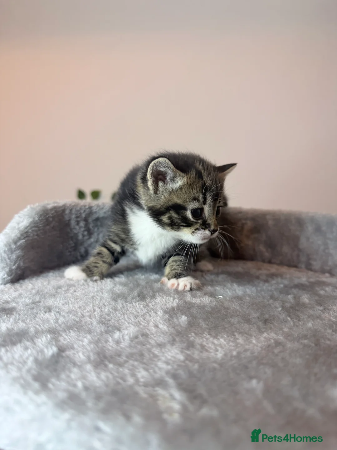 American Shorthair cats for sale: American shorthair/domestic shorthair kittens   in London - Advert 9