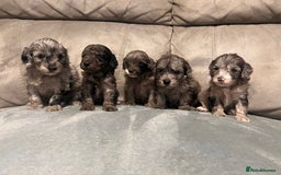 Cockapoo dogs for sale: 🐶F1 Cockerpoo Pups – Merle, Chocolate, Apricot 🐶 - Image 1