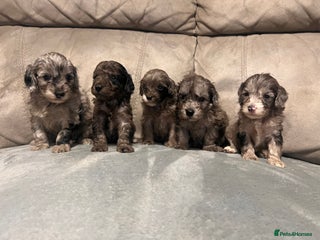 Cockapoo dogs for sale - Advert 1