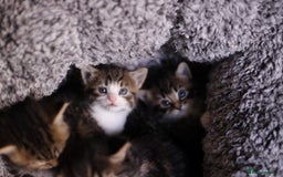 Mixed Breed cats for sale: 4 adorable Ragdoll/Tabby mix kittens - Image 3
