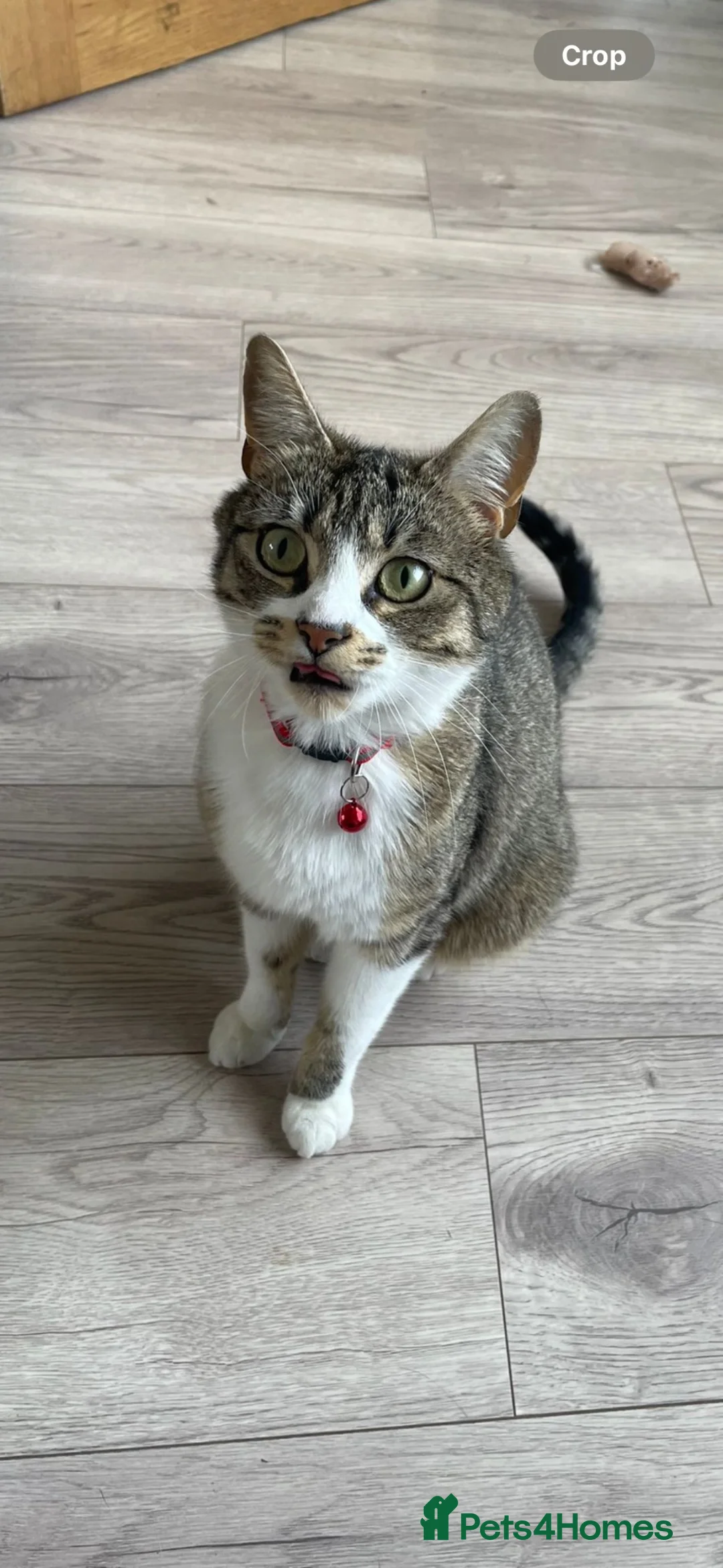 Mixed Breed cats for sale: 2 cats. 1 male 1 female - Advert 2