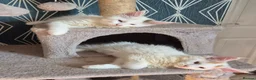 Maine Coon cats for sale: Tica Registered Kittens - Advert 4
