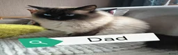 Ragdoll cats for sale: Beautifull ragdoll - Advert 29