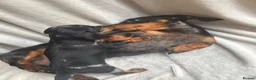 Miniature Dachshund dogs for sale: Miniture dachshund girl - Advert 3
