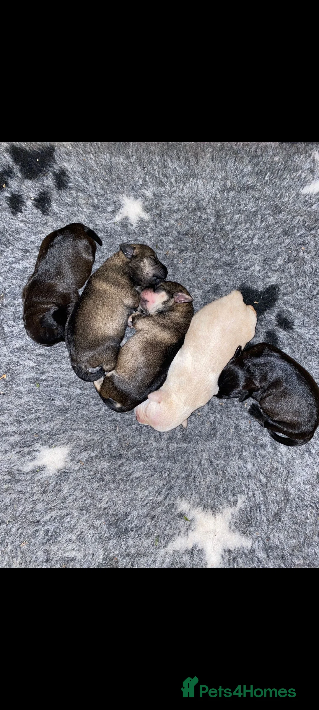 Miniature Schnauzer dogs for stud: PROVEN KC Miniature schnauzer stud  in Edinburgh - Advert 7