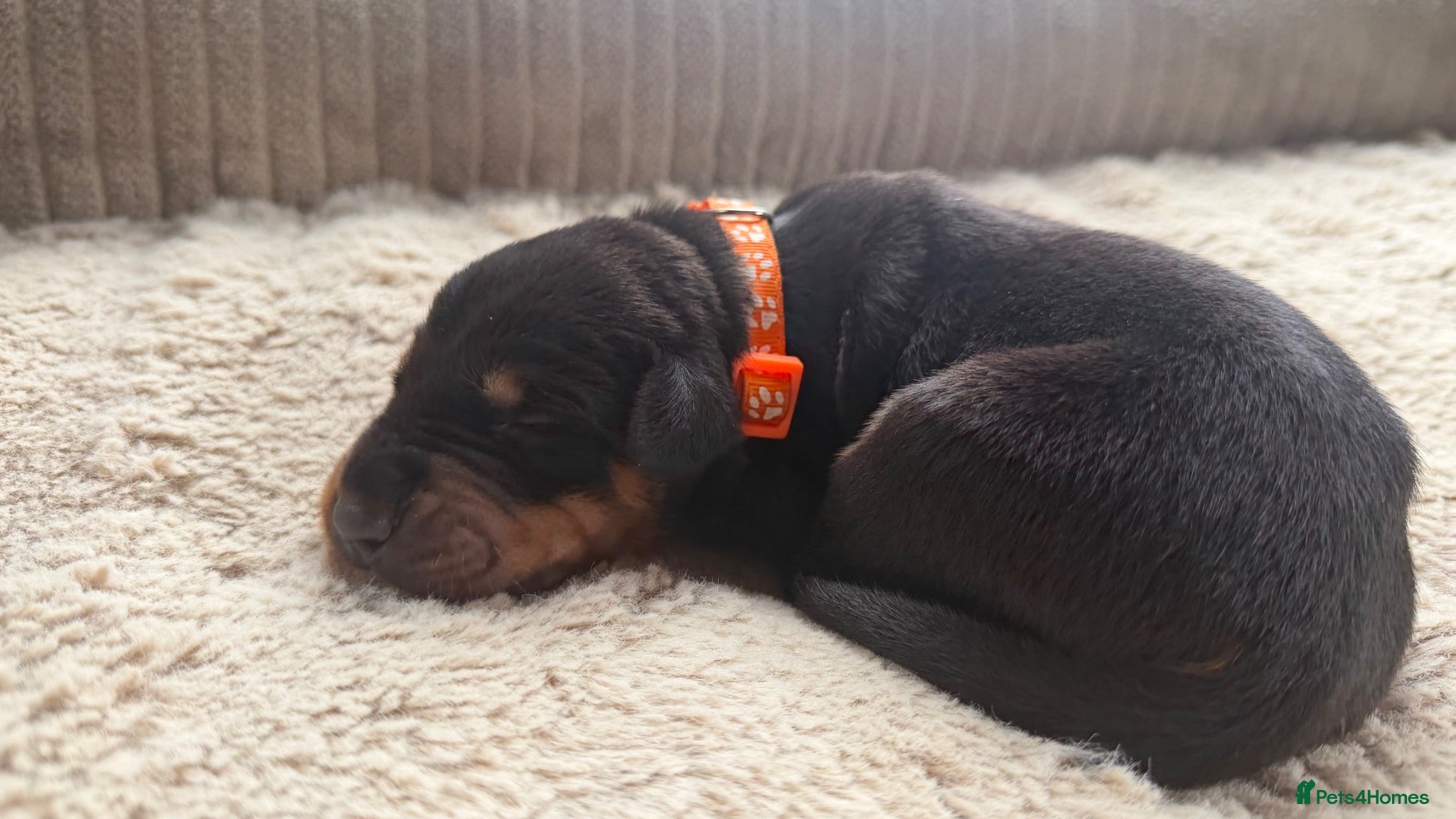 Mixed Breed dogs Stunning Dobermann X Huntaway Puppies ✨ - Advert 1