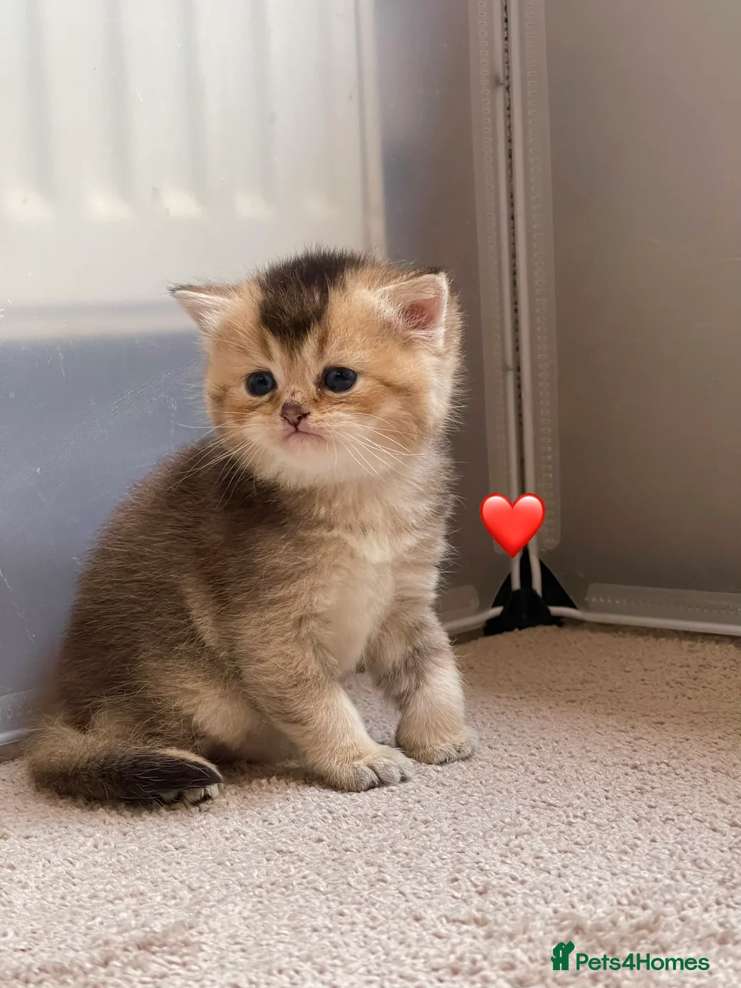British Shorthair cats for sale: ❗️2 left❗️GCCF Stunning Golden BSH kittens (girls) - Advert 11