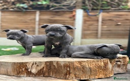Staffordshire Bull Terrier dogs for sale: Quality Staffordshire Bull Terriers  - Image 12