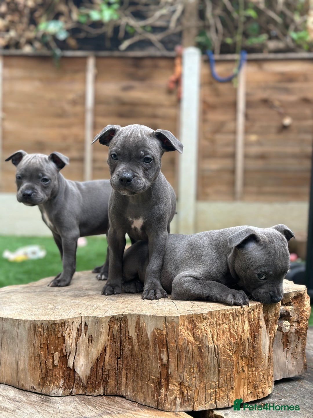 Staffordshire Bull Terrier dogs for sale: Quality Staffordshire Bull Terriers  - Image 12