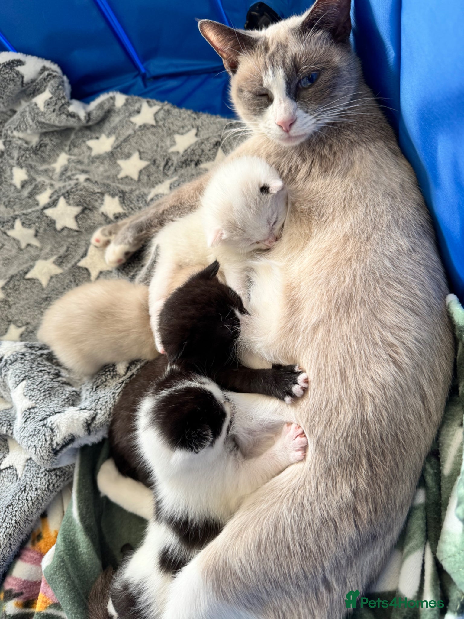 Siamese cats Siamese stunners  - Advert 2