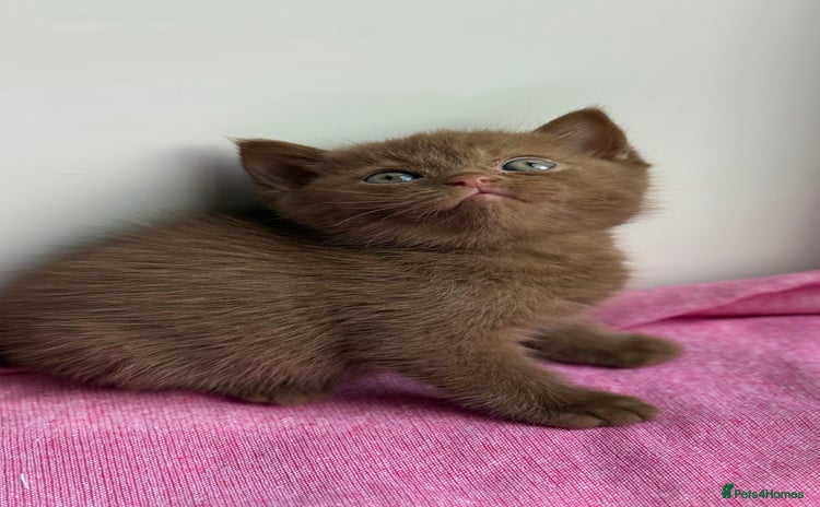 British Shorthair cats - Advert 4