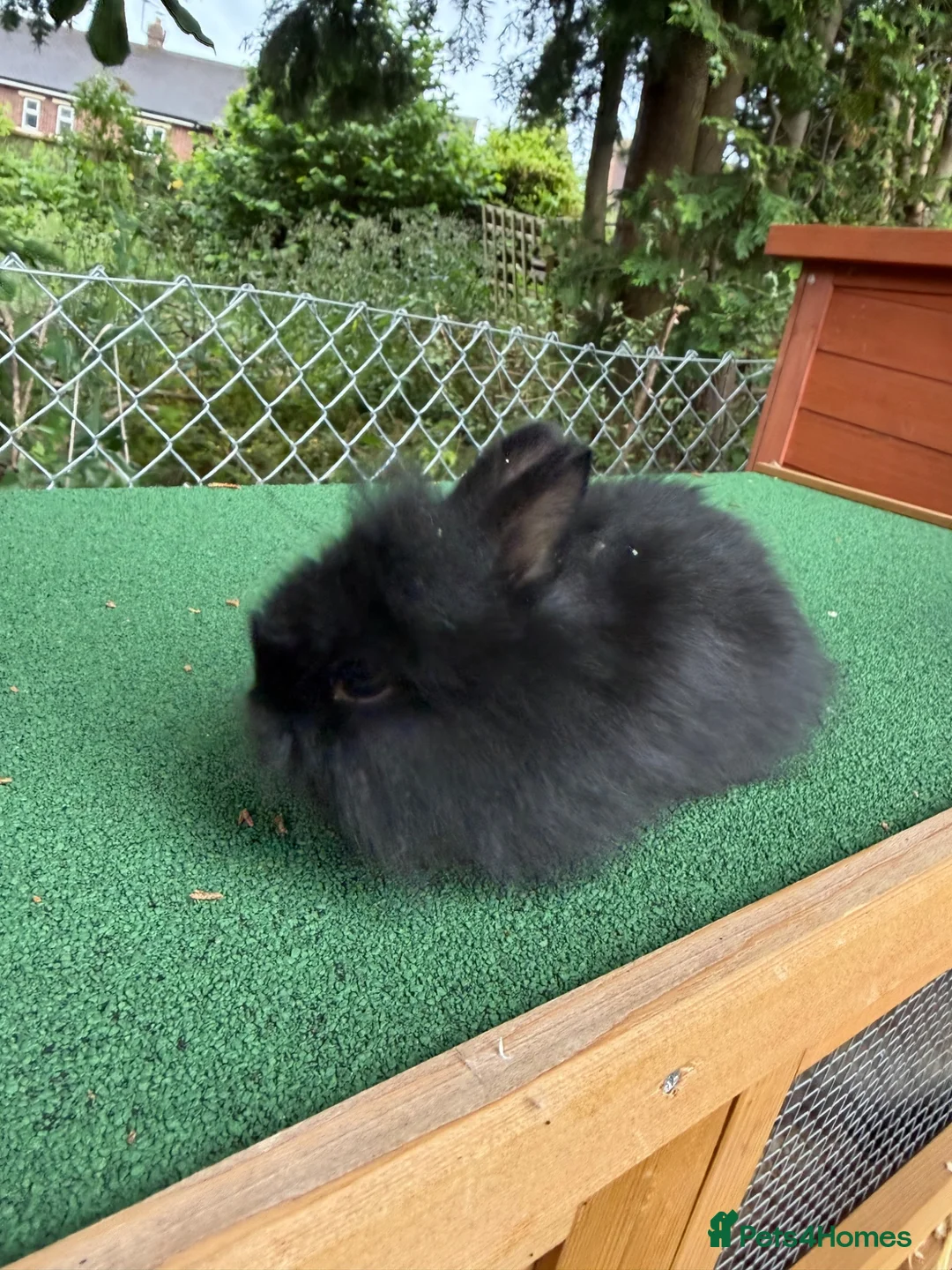 Lionhead rabbits for sale: Lionhead girls  - Advert 5