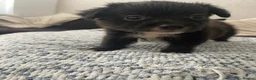 Pomchi dogs for sale: Pomchi puppies - Advert 8