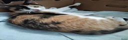 Mixed Breed cats for sale: 2 female kittens for sale  - Advert 12