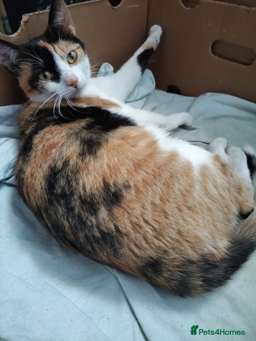 Mixed Breed cats for sale: 2 female kittens for sale  - Advert 12