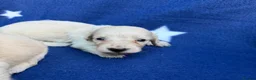 Miniature Dachshund dogs for sale: KC reg English Cream mini Dachshund puppies  - Advert 9