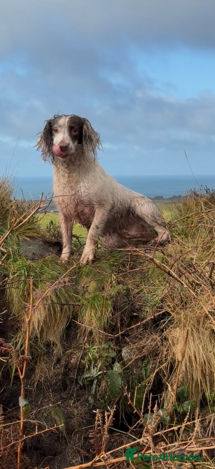 English Springer Spaniel dogs Thistle    - Advert 1