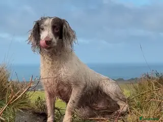 English Springer Spaniel dogs Thistle - Advert 1