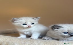 Ragdoll cats for sale: 5 beautiful GCCF Ragdoll kittens - Image 8