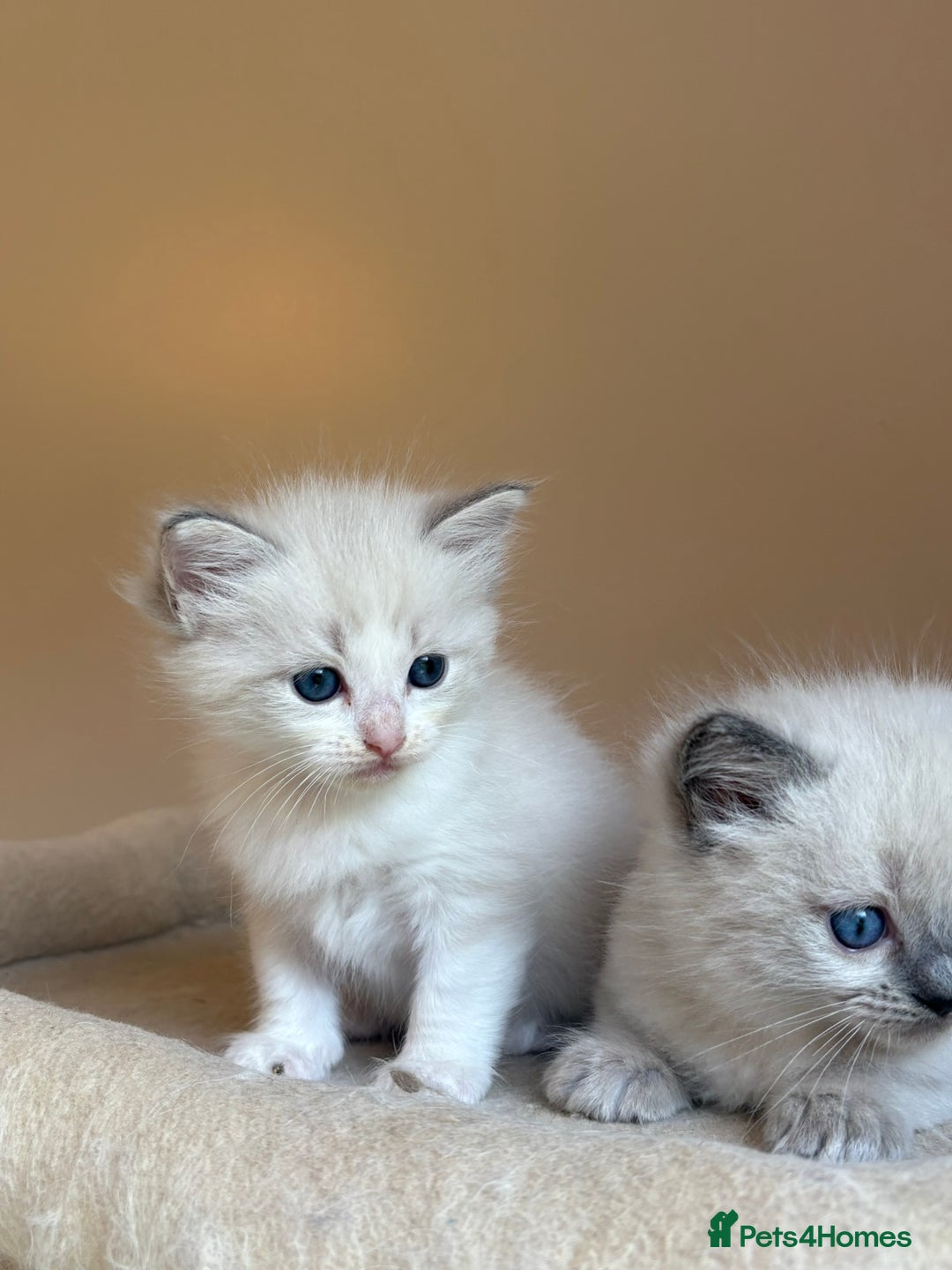 Ragdoll cats for sale: 5 beautiful GCCF Ragdoll kittens - Image 8