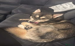 Pomsky dogs for sale: Pomsky make - Image 3