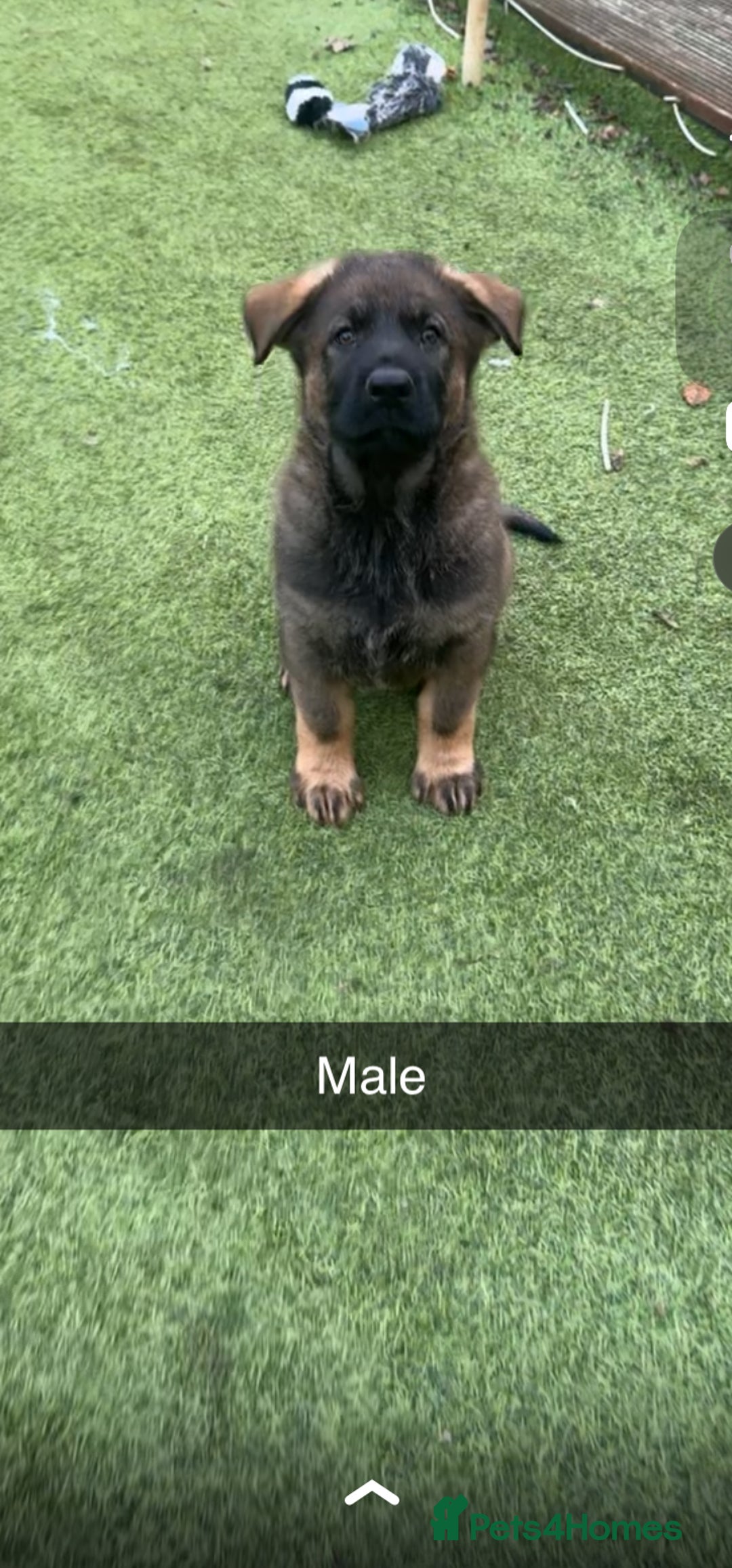 German Shepherd dogs for sale: 1 beautiful female German shepher kc reg working - Advert 1